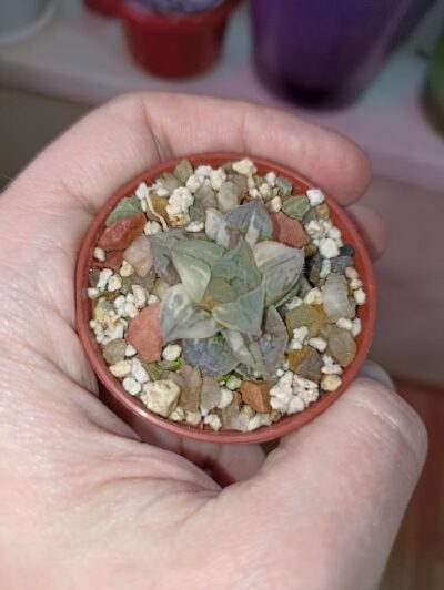 Haworthia Paradise Flower Variegata