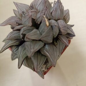 Haworthia Atrofusca Mutant Watermelon