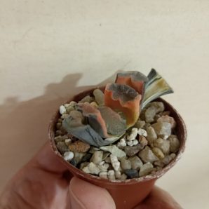 Haworthia Truncata Orange Variegata