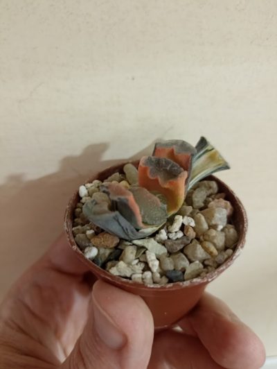 Haworthia Truncata Orange Variegata