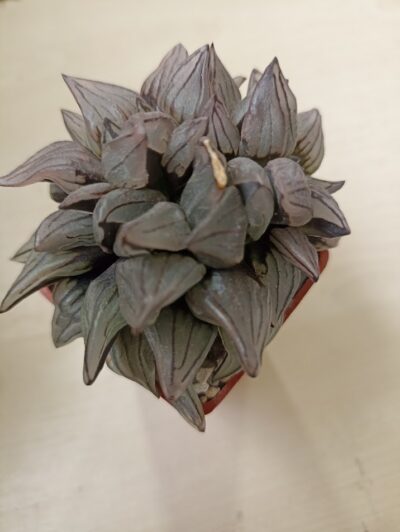 Haworthia Atrofusca Mutant Watermelon