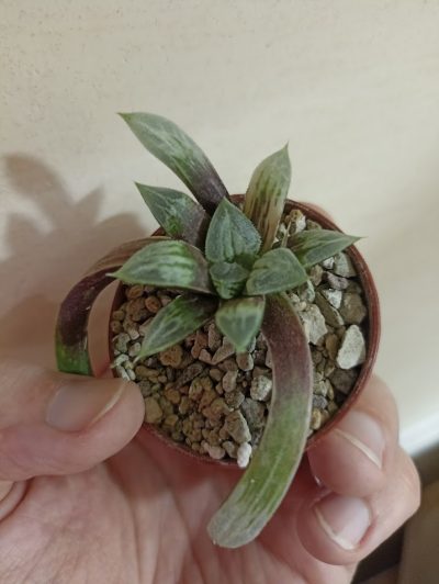 Haworthia Love Heart Variegata - Зображення 2