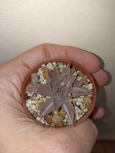 Haworthia Decipiens Variegated - Зображення 2