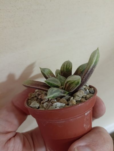 Haworthia Love Heart Variegata - Зображення 3