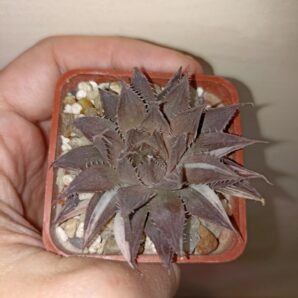 Haworthia Decipiens Variegated