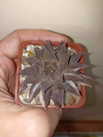 Haworthia Decipiens Variegated
