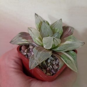Haworthia Ice City Variegata
