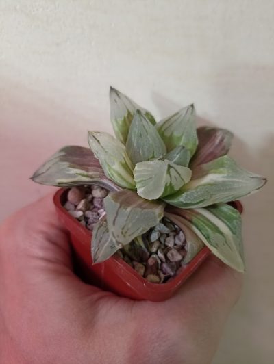 Haworthia Ice City Variegata