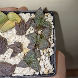 Haworthia Yuki Keshiki