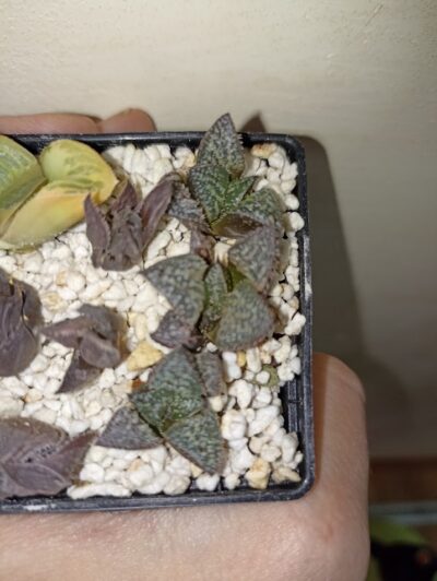 Haworthia Yuki Keshiki