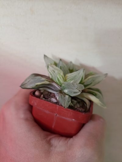Haworthia Ice City Variegata - Зображення 2