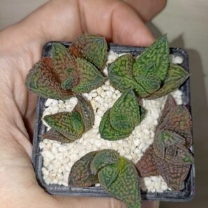 Haworthia Marble Queen