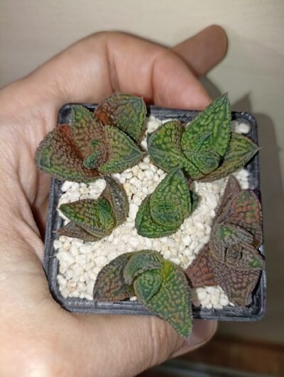 Haworthia Marble Queen