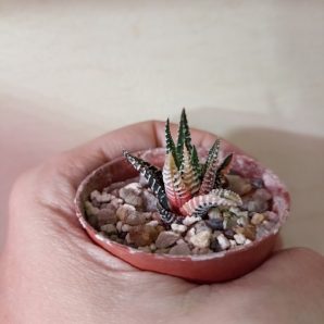 Haworthia Jyuni no Hikari Variegated