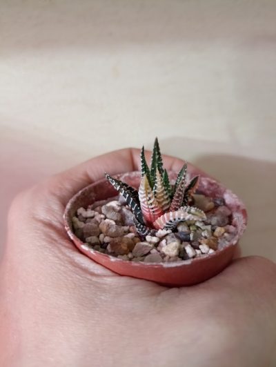 Haworthia Jyuni no Hikari Variegated