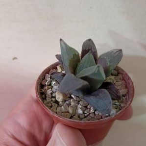 Haworthia Ice City