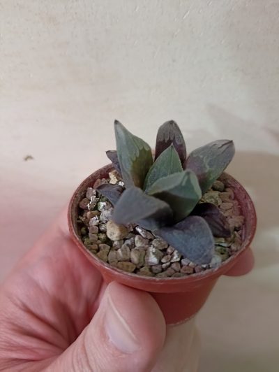 Haworthia Ice City