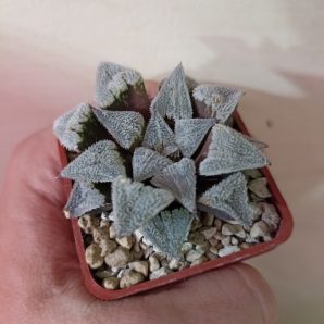 Haworthia Wimii Major
