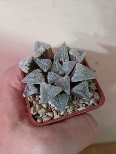 Haworthia Wimii Major