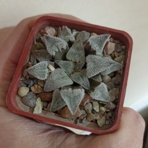 Haworthia Wimii Major