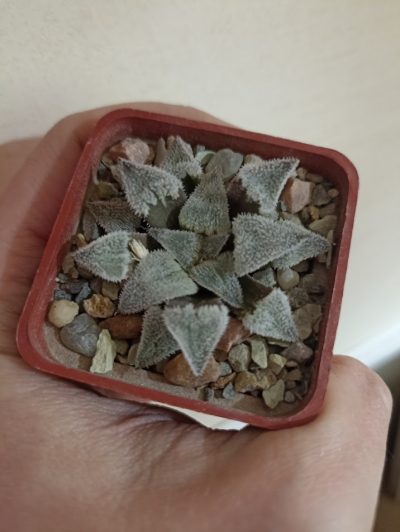 Haworthia Wimii Major