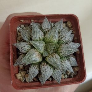 Haworthia Wimii Hybr
