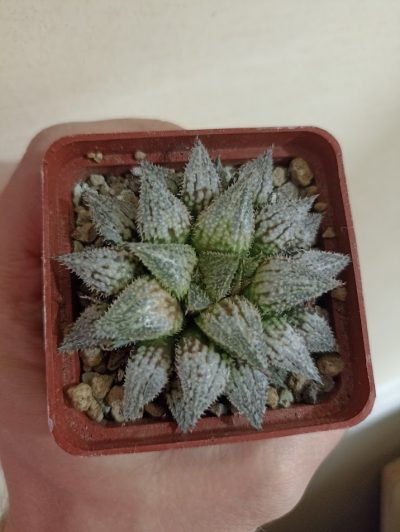 Haworthia Wimii Hybr