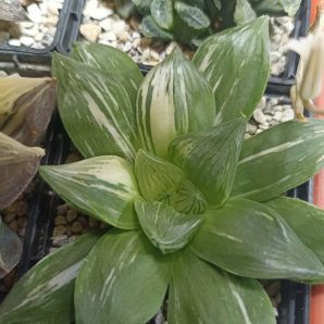 Haworthia Obtusa Hybr Variegated