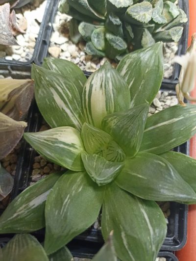 Haworthia Obtusa Hybr Variegated