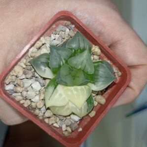 Haworthia Paradise Flower Variegata