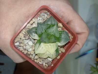 Haworthia Paradise Flower Variegata