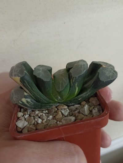 Haworthia Truncata Variegata - Зображення 2