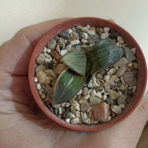 Haworthia Springbokvakensis Variegated
