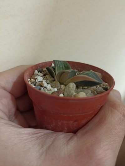 Haworthia Springbokvakensis Variegated - Зображення 2