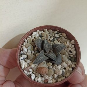 Haworthia Hard Leaf Old Folks