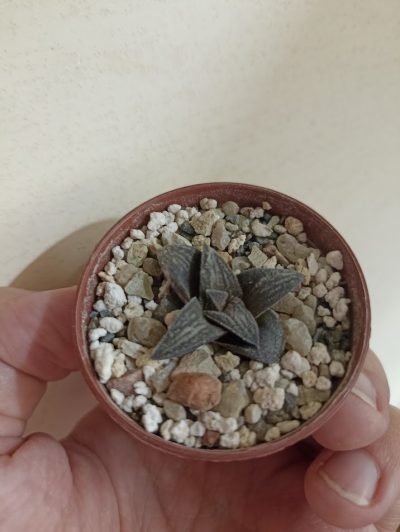Haworthia Hard Leaf Old Folks