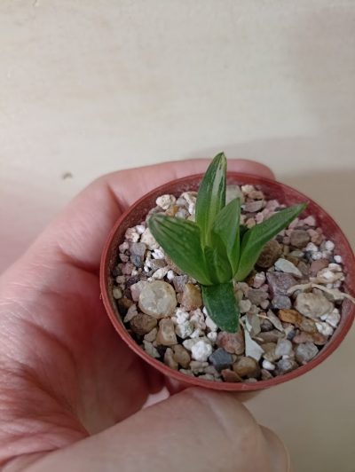 Haworthia Obtusa Hybr Variegated - Зображення 3