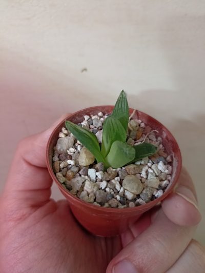 Haworthia Obtusa Hybr Variegated - Зображення 2