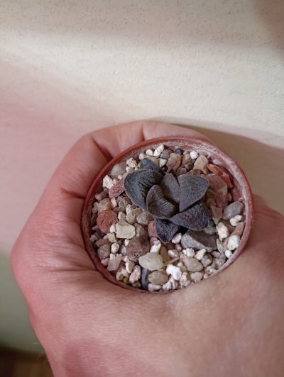 Haworthia Pygmaea Cristalina Детки - Зображення 2