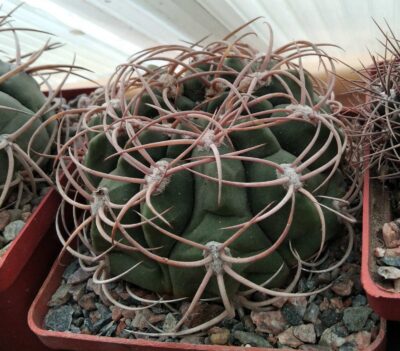 Gymnocalycium catamarcense -cube-9cm-