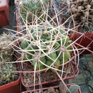 Gymnocalycium monvillei v. steineri -cube6cm-