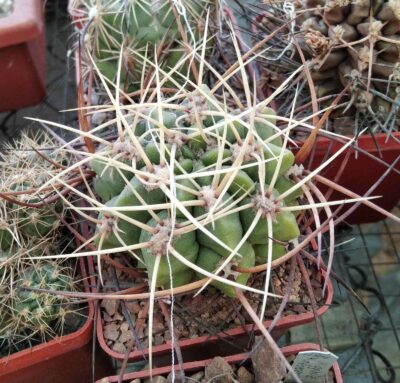 Gymnocalycium monvillei v. steineri -cube6cm-