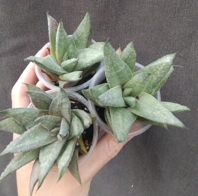 gasteraloe(gastrolea) Wonder молода рослина