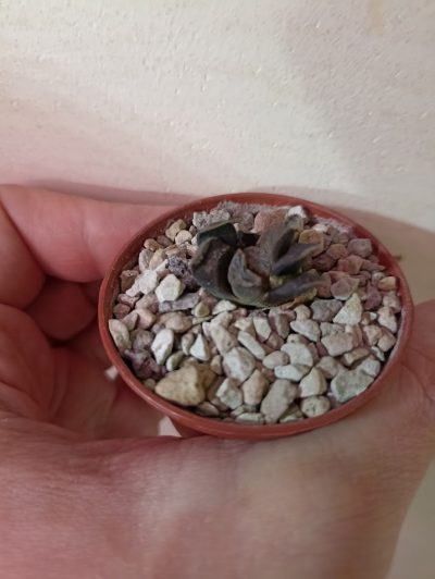 Haworthia Maughanii x Keganii SY 122.2 - Зображення 2