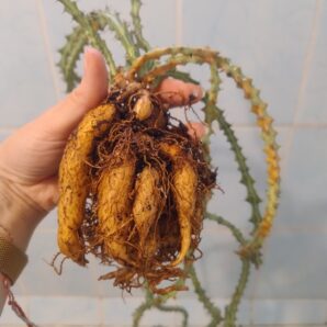 Euphorbia knuthii (нарощує каудекс)