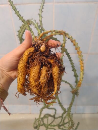 Euphorbia knuthii (нарощує каудекс)