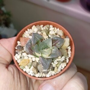 Haworthia Paradise Flower Variegata
