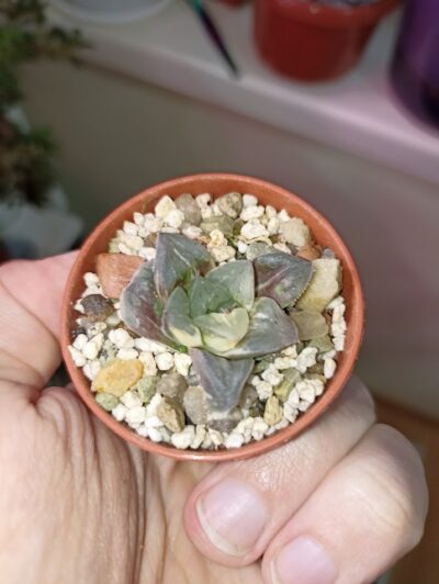 Haworthia Paradise Flower Variegata