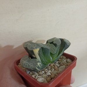 Haworthia Truncata Variegata