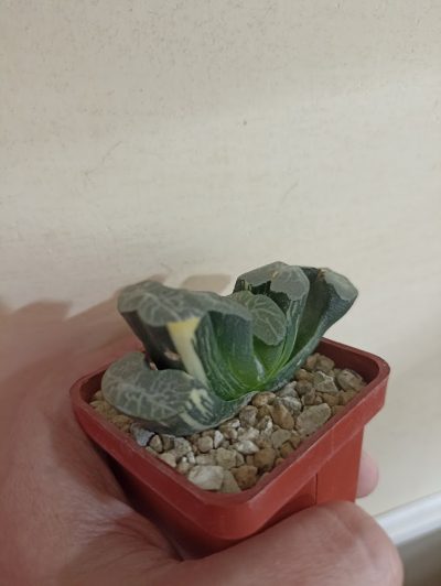 Haworthia Truncata Variegata